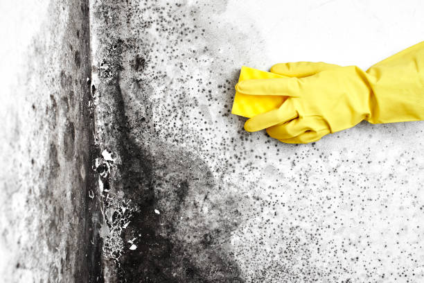 Best Home Mold Removal  in Walnut Grove, GA