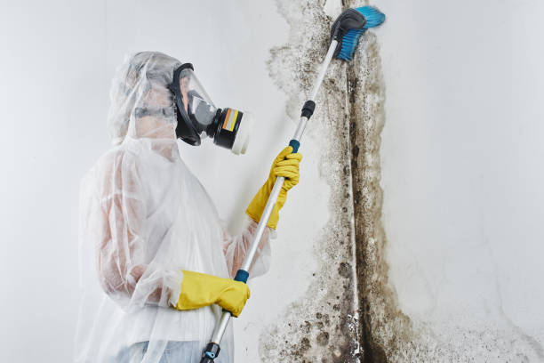 Best Residential Mold Removal  in Walnut Grove, GA
