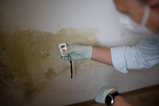 Best Attic Mold Removal  in Walnut Grove, GA